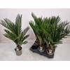 CYCAS REVOLUTA