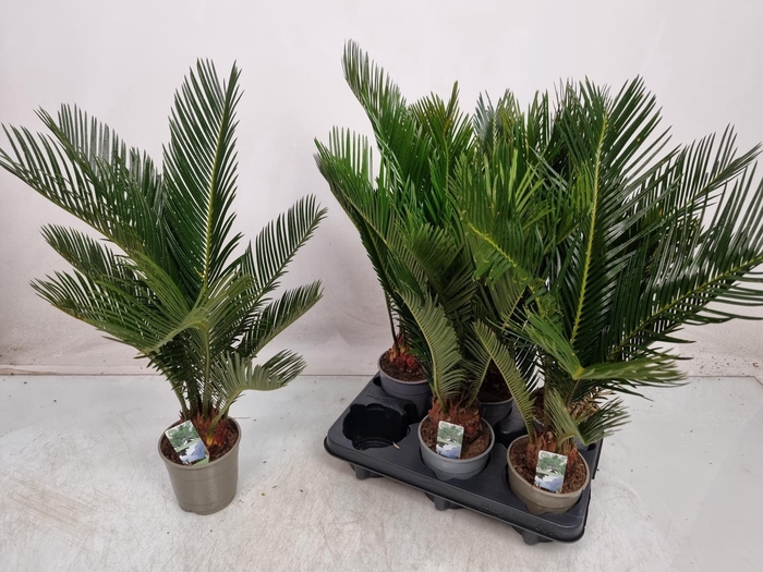 CYCAS REVOLUTA