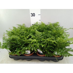 Asplenium  'Parvati'