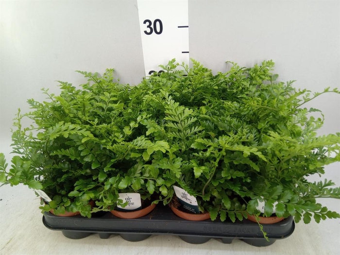 <h4>Asplenium  'Parvati'</h4>