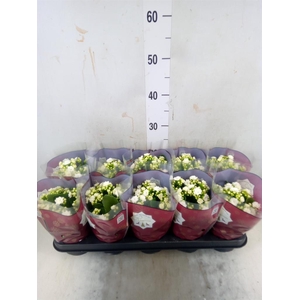 Kalanchoe blos. 'RosFlow Sia'