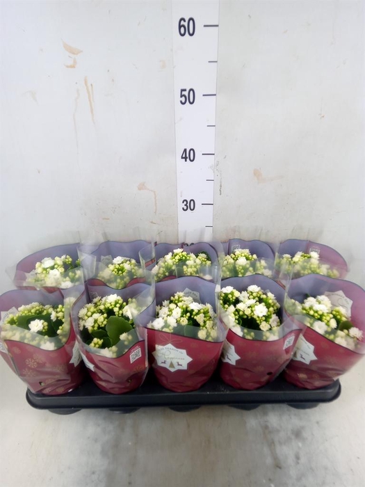 <h4>Kalanchoe blos. 'RosFlow Sia'</h4>