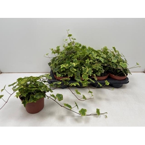 Hedera hibernica Golden Kolibri 13Ø 40cm