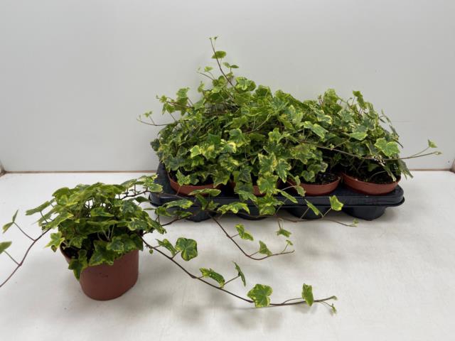 Hedera hibernica Golden Kolibri 13Ø 40cm