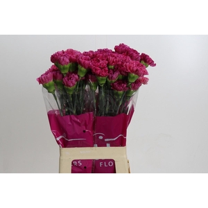 DIANTHUS ST BERNARD*