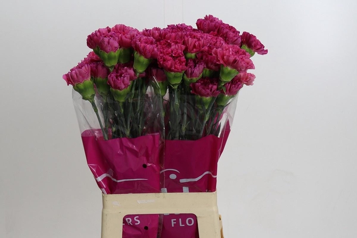 <h4>DIANTHUS ST BERNARD*</h4>