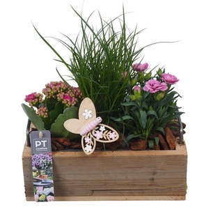 PTPP7052 Arrangement Patio in houten bak