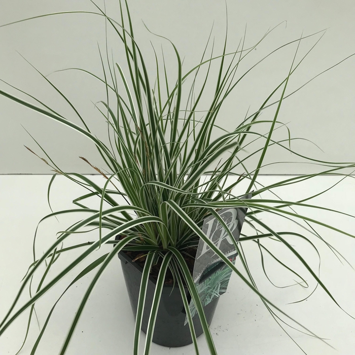 <h4>Graminées Carex 'Everest'</h4>