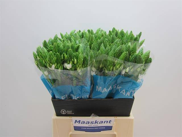 <h4>Ornithogalum Mount Fuji</h4>