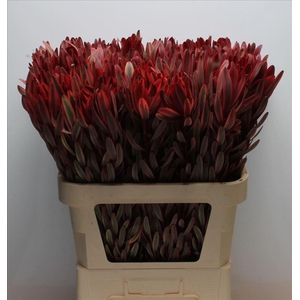 Leucadendron jester