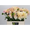 Dahlia Cafe Au Lait