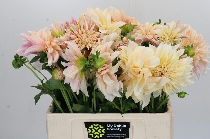 <h4>Dahlia Cafe Au Lait Creme</h4>