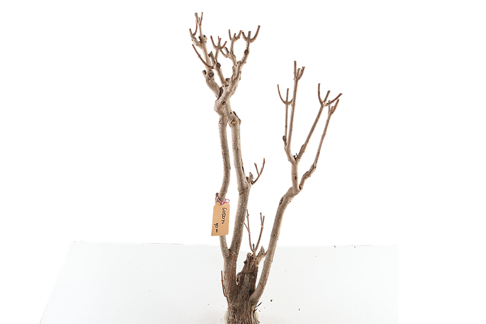 <h4>Syringa Branch Extra Duchamp</h4>
