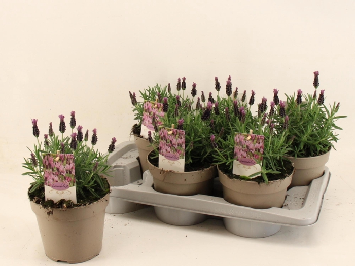 <h4>LAVAN S TOSCANE</h4>