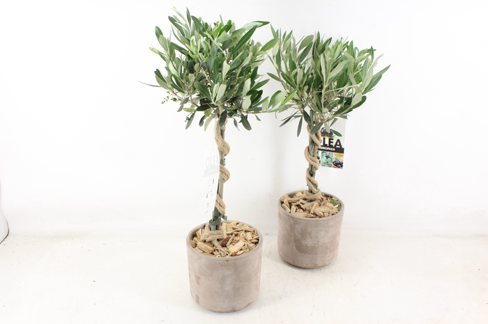 <h4>arr3 SN - Ker. pot Olijf hoog x4</h4>