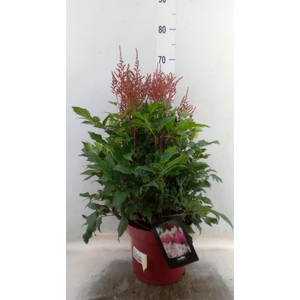 Astilbe   ...
