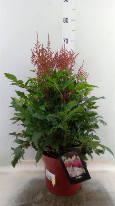 <h4>Astilbe   ...</h4>
