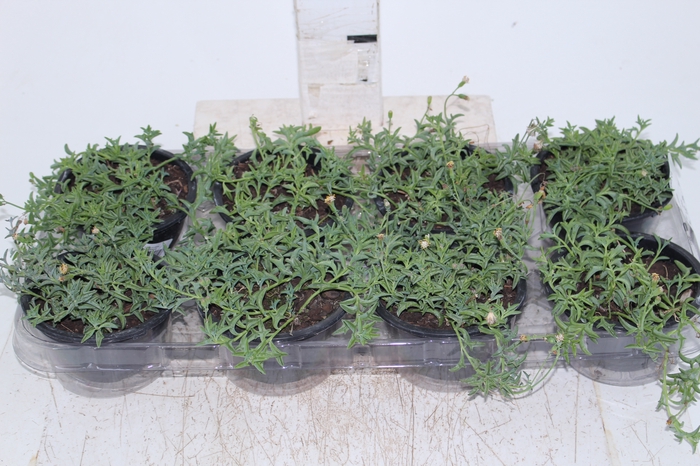 SENECIO PEREGRINUS C13