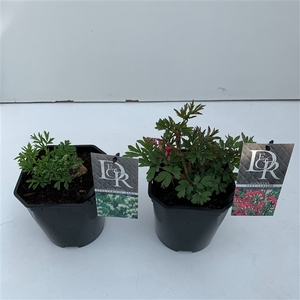 Dicentra spect. mix