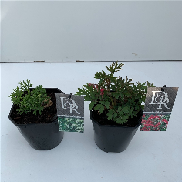 <h4>Dicentra spect. mix</h4>