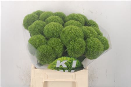 <h4>Di Barb Kiwi Me Cool</h4>