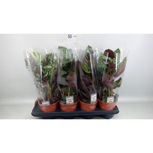 Calathea   ...mix 3