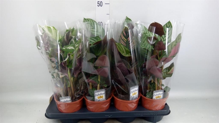 <h4>Calathea ...mix 3</h4>
