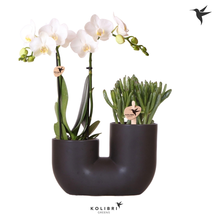 <h4>Kolibri Orchids Phalaenopsis White 2 spike and Succulent in Tube black</h4>