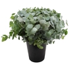 Euca Cinerea 45cm ( Per Tak)
