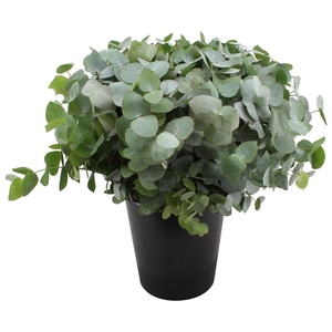Euca Cinerea 50cm ( Per Tak)