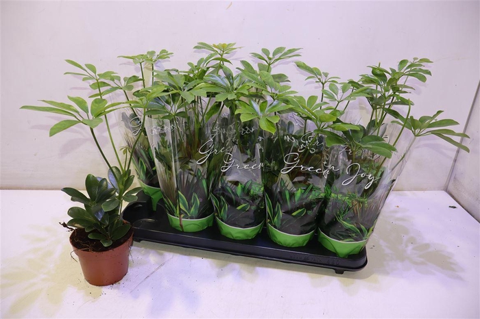 <h4>arr8 Schef Ov</h4>