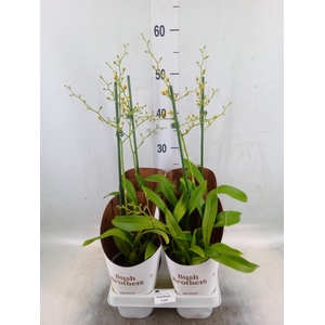 Oncidium   ...
