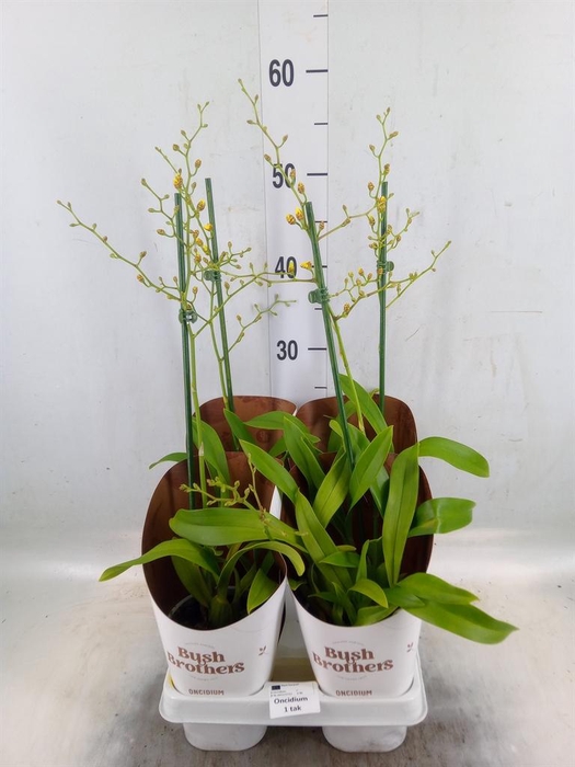 <h4>Oncidium   ...</h4>