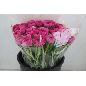 Ran Cloni Sup Rosado