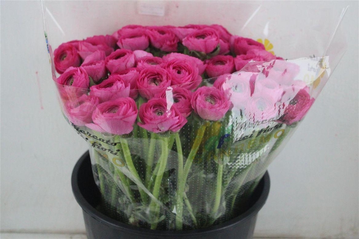 <h4>Ran Cloni Sup Rosado</h4>