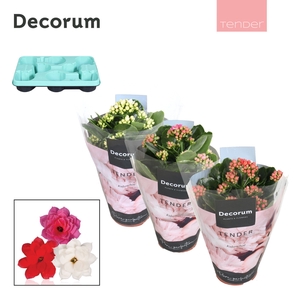 Kalanchoe Decorum TENDER - Love Mix