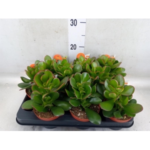 Crassula ovata 'Sunset'