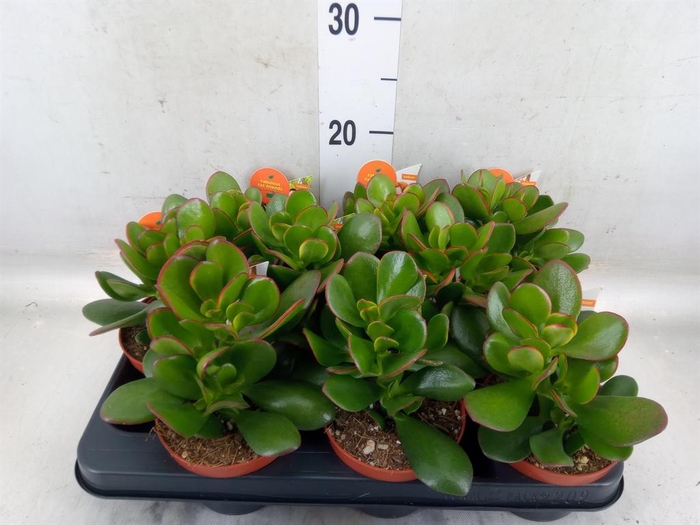 <h4>Crassula ovata 'Sunset'</h4>