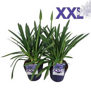 Agapanthus Eydori Blue