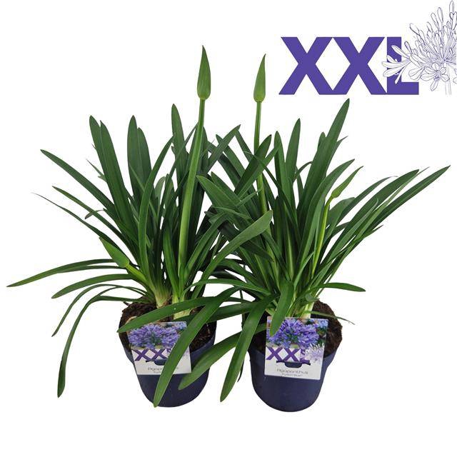 <h4>Agapanthus Eydori Blue</h4>
