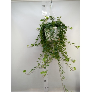 Hedera helix 'Wonder'