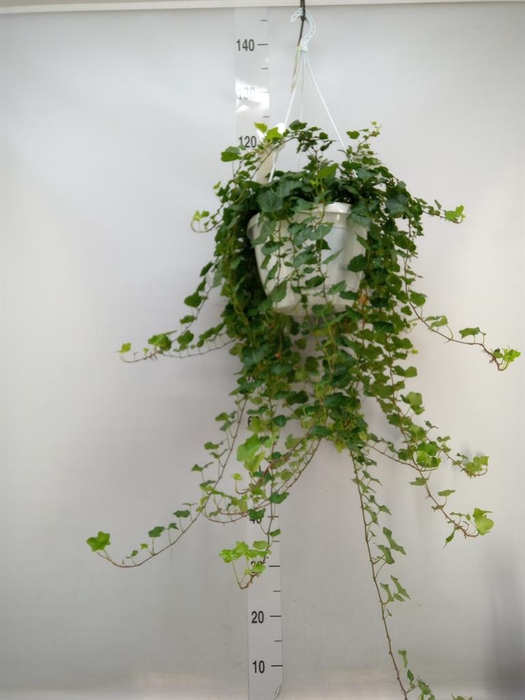 <h4>Hedera helix 'Wonder'</h4>