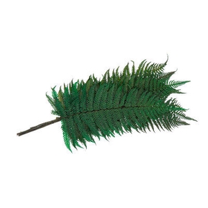 Fern Parchemin Green FPA/0102