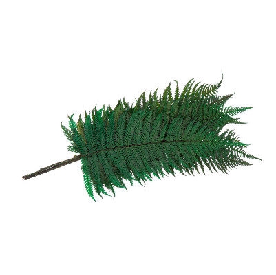 <h4>Fern Parchemin Green FPA/0102</h4>