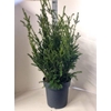 Taxus M Groenland