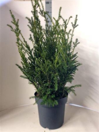 Taxus M Groenland