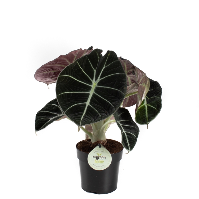 Alocasia Black Velvet 11Ø 30cm