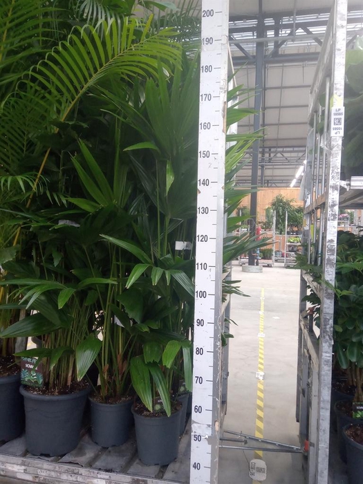 <h4>Palms   ...</h4>