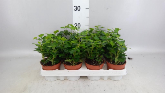 <h4>Hedera helix 'Wonder'</h4>