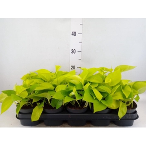 Epipremnum pinn. 'Golden Pothos'